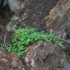 Soleirolia soleirolii